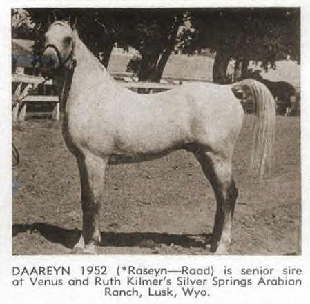 Daareyn