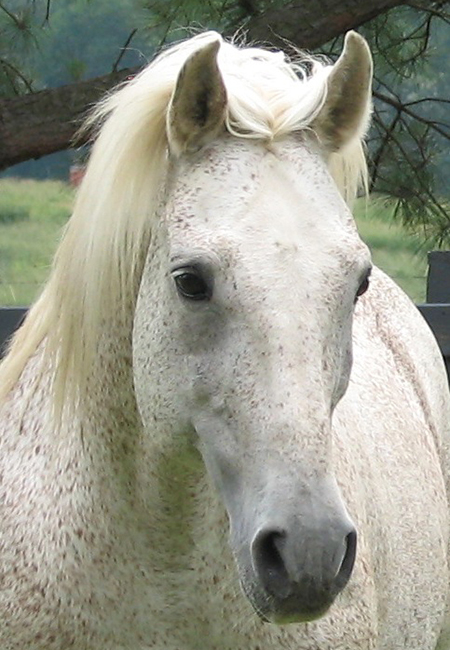 *Budapest Shagya-Arabian Stallion